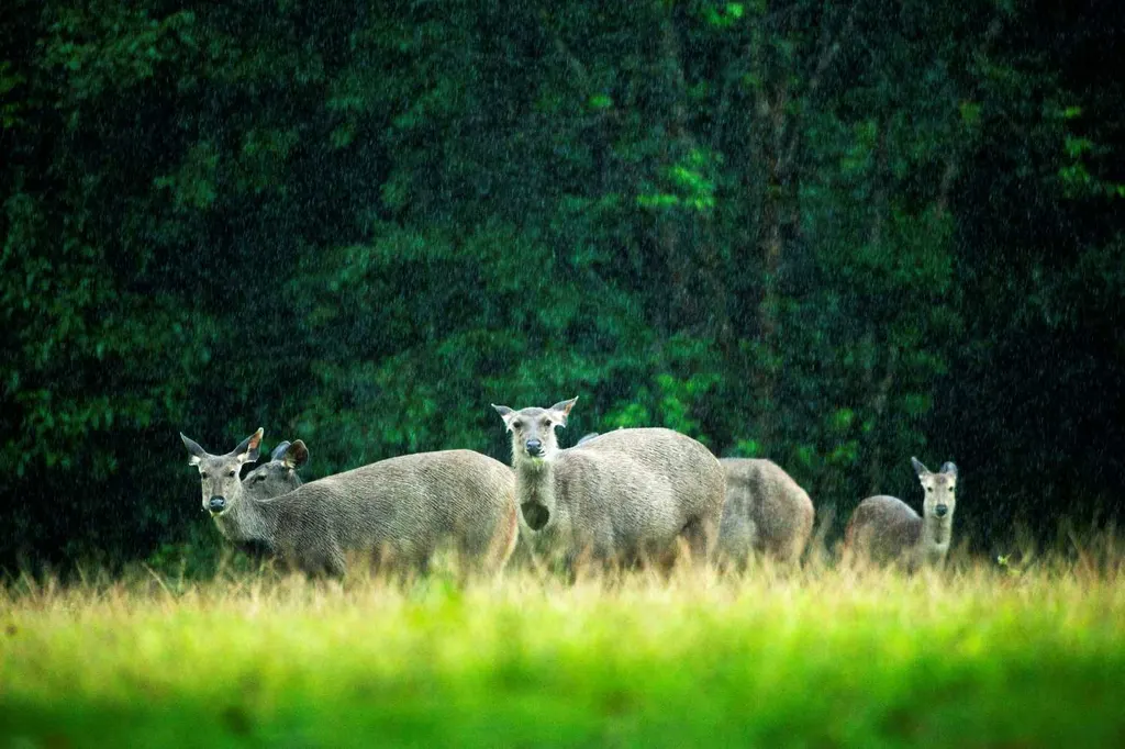 เขาใหญ่ 3 วัน 2 คืน อุทยานแห่งชาติ ไร่องุ่น และจุดชมวิว